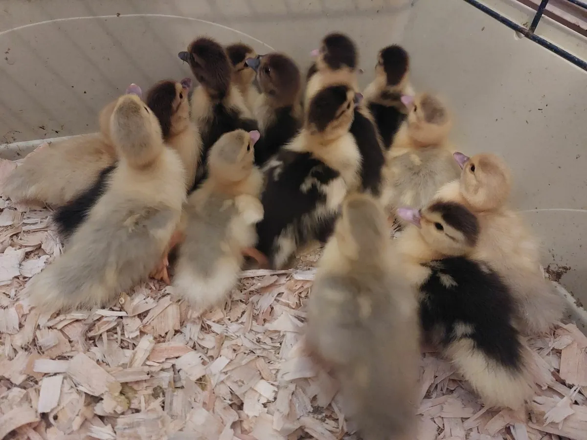 Muscovy Duck (ducklings) - Image 1