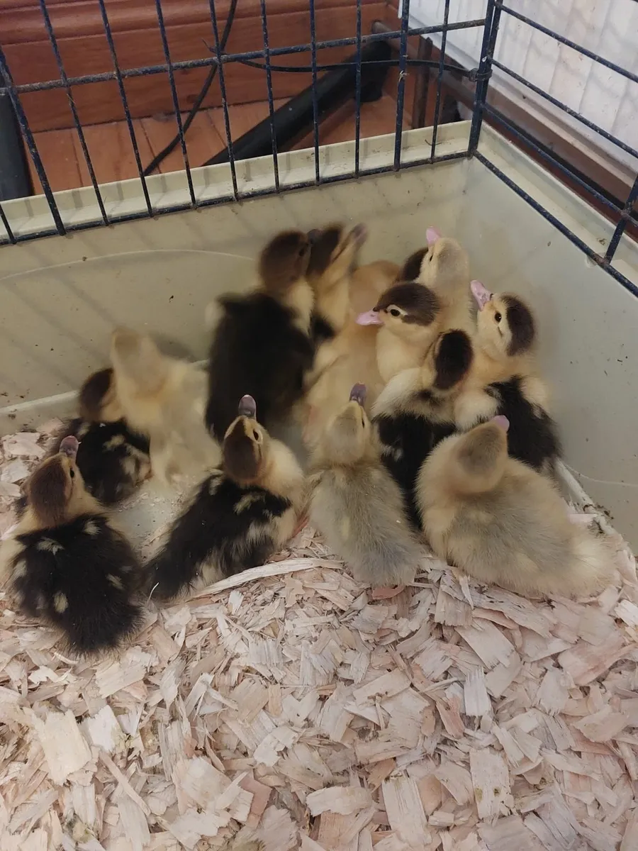 Muscovy Duck (ducklings) - Image 2