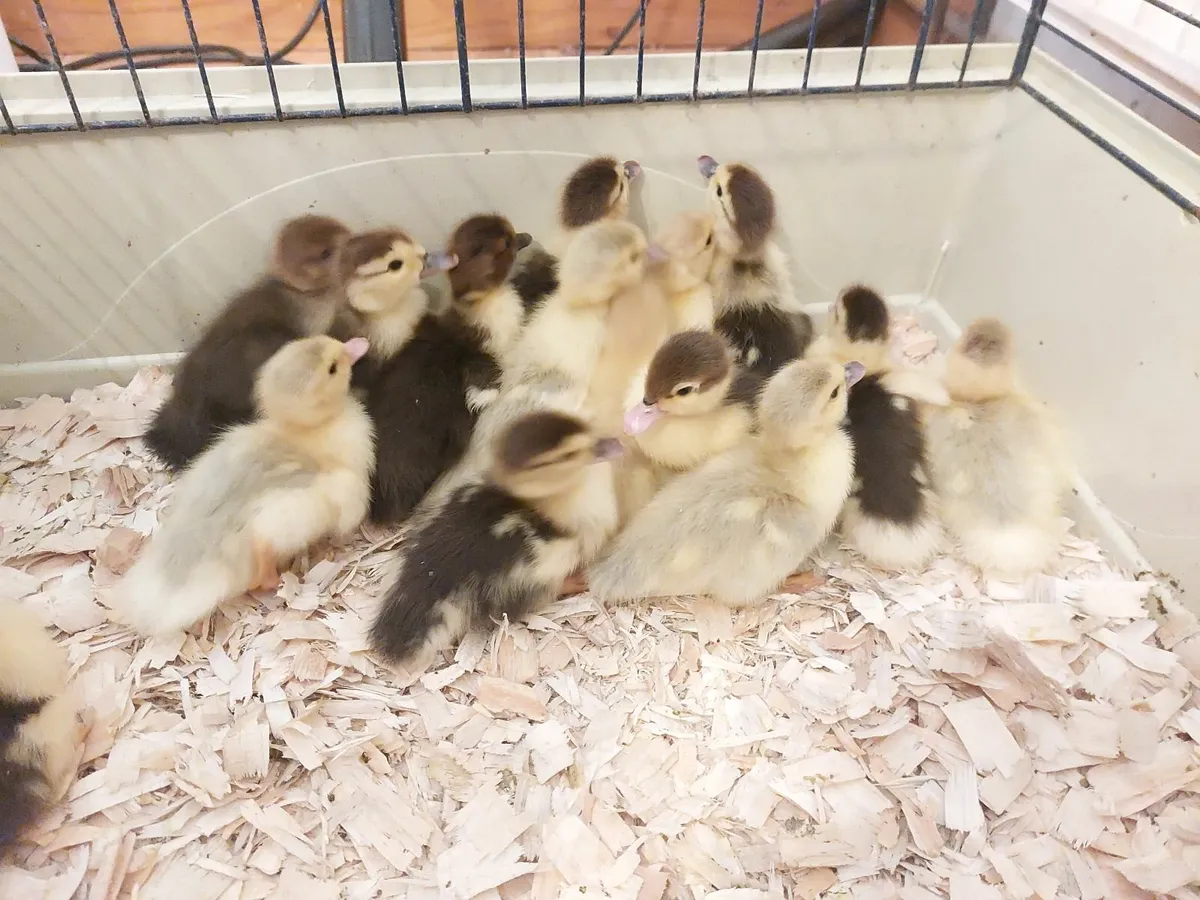 Muscovy Duck (ducklings) - Image 3