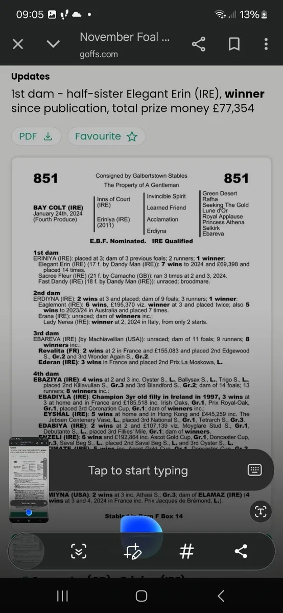 Thoroughbred yearlings - Image 2
