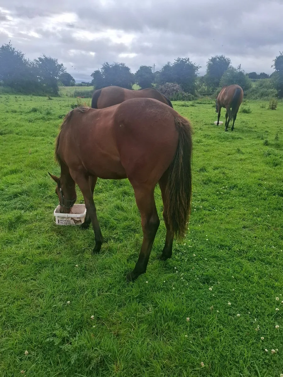 Thoroughbred yearlings - Image 3