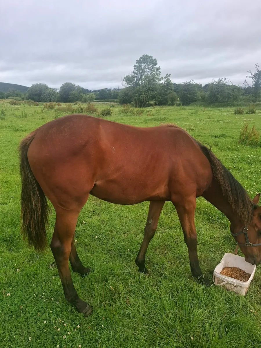 Thoroughbred yearlings - Image 4