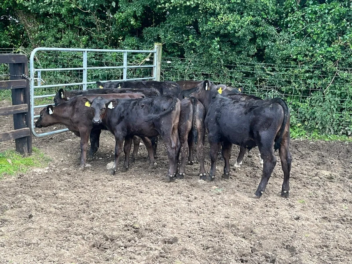 15 super  Angus  bull  runners - Image 1