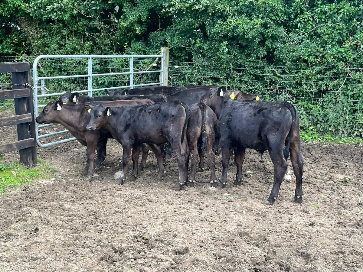15 super  Angus  bull  runners - Image 2