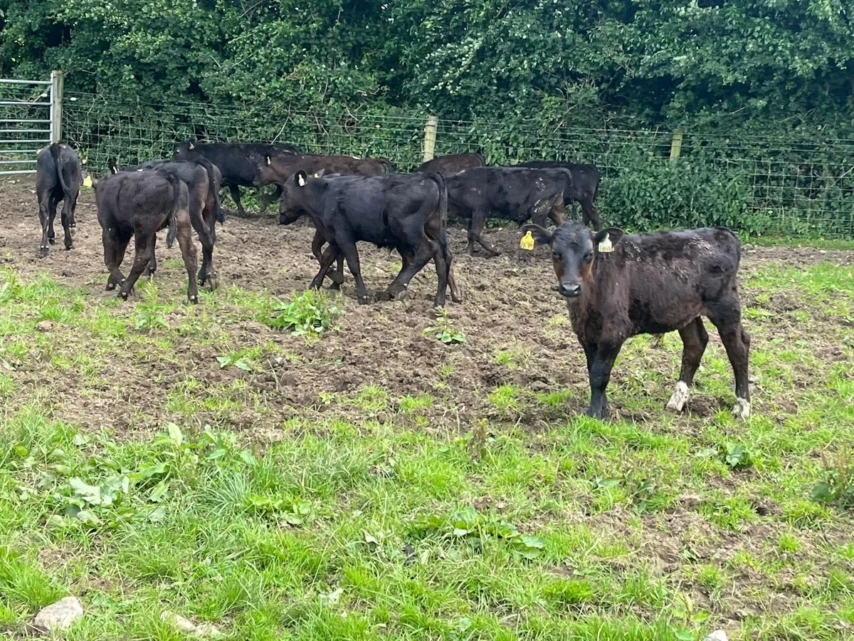 15 super  Angus  bull  runners - Image 3
