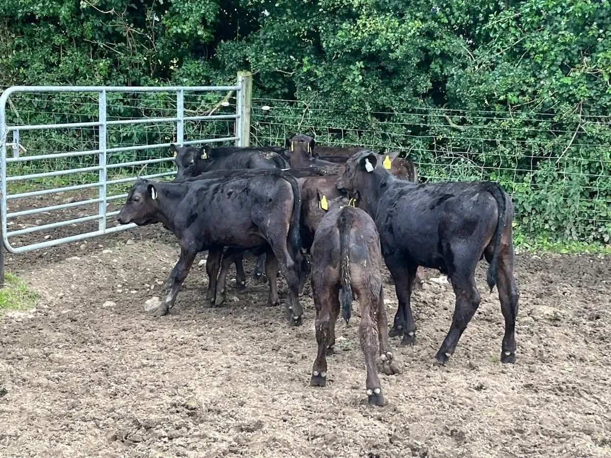 15 super  Angus  bull  runners - Image 4