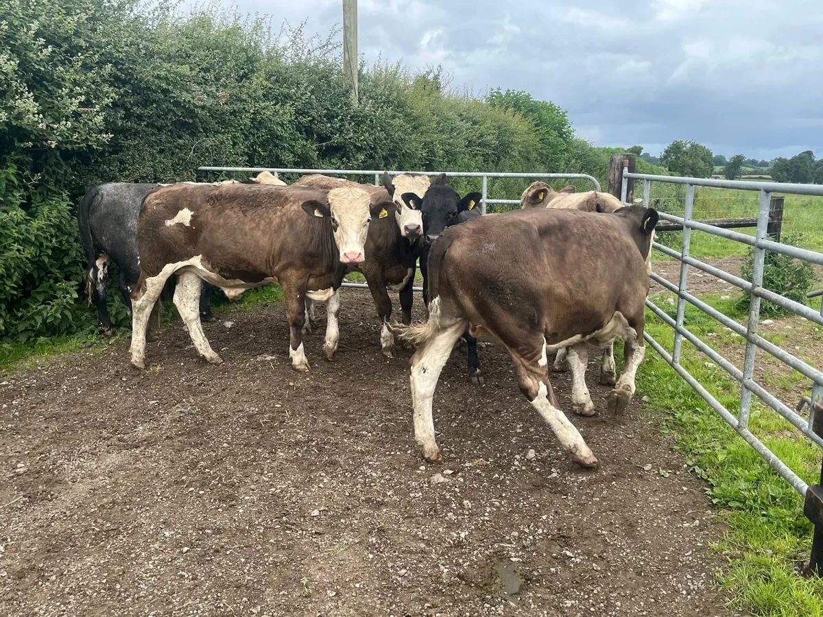 5 super continental store bullocks - Image 1