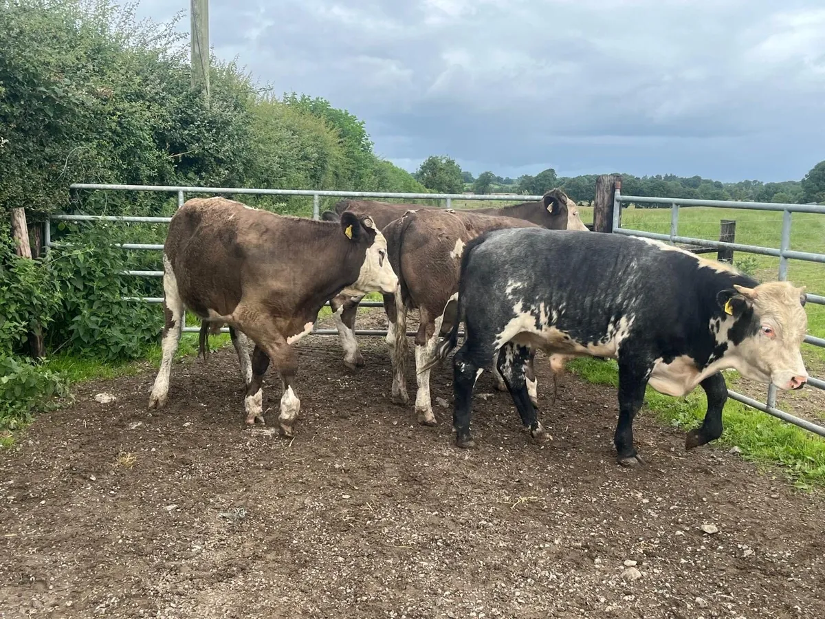 5 super continental store bullocks - Image 2