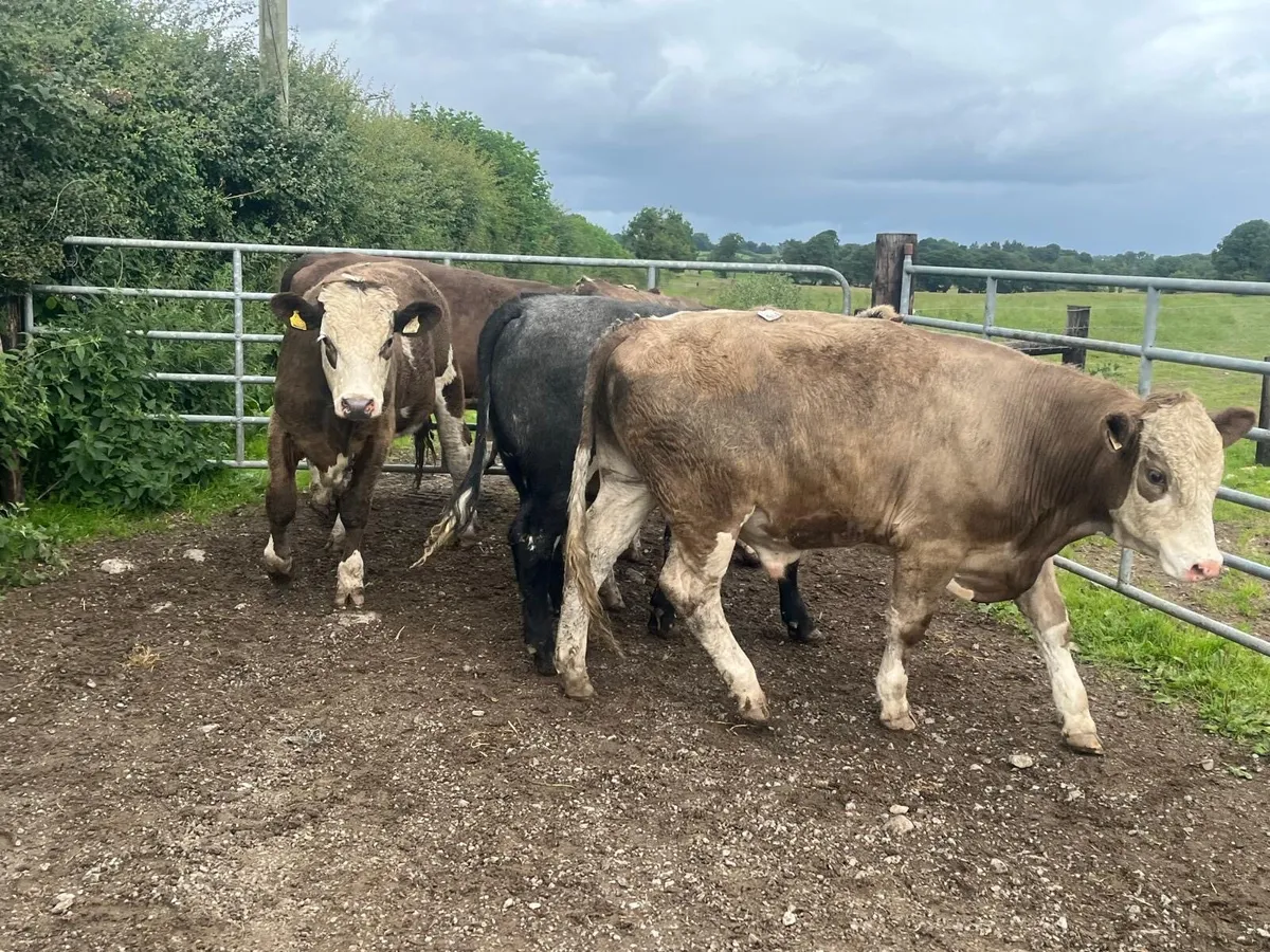 5 super continental store bullocks - Image 3