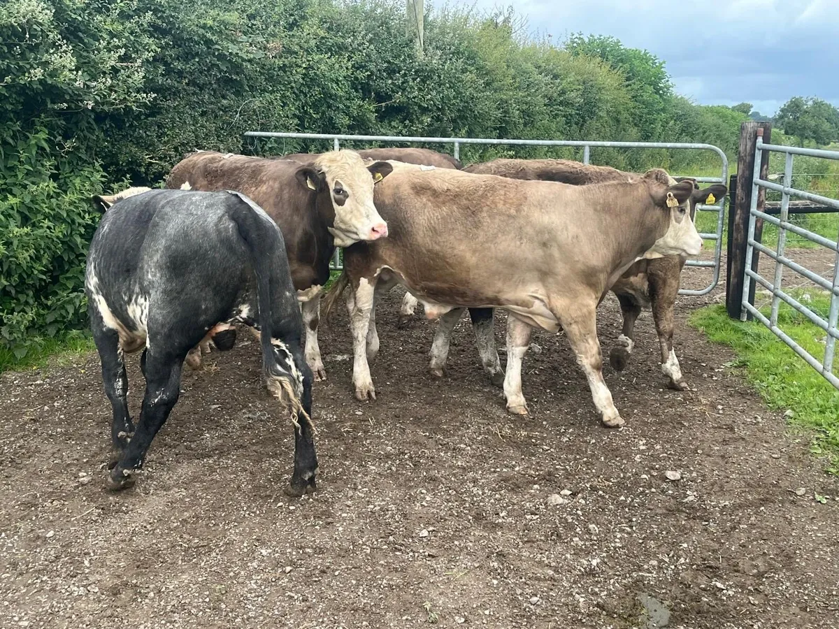 5 super continental store bullocks - Image 4