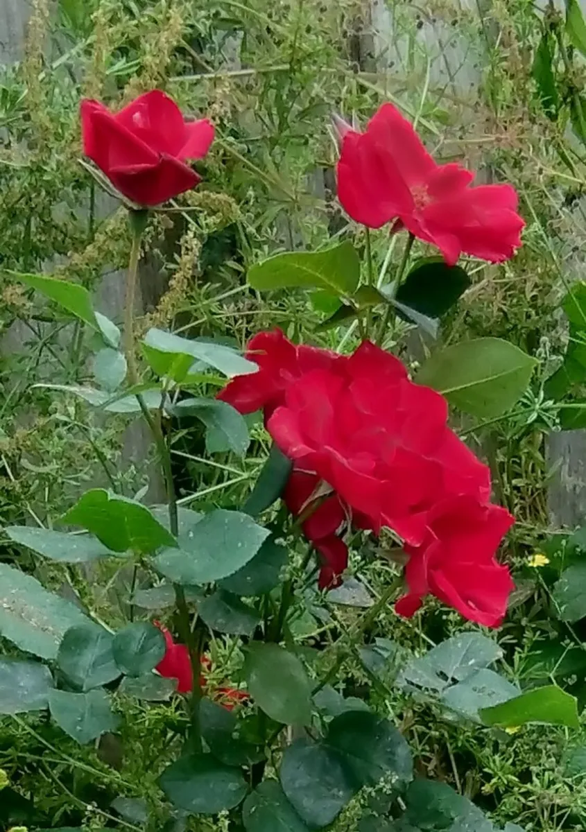 Heirloom Climbing Rose -  Rosa Altissimo 'Delmur' - Image 2