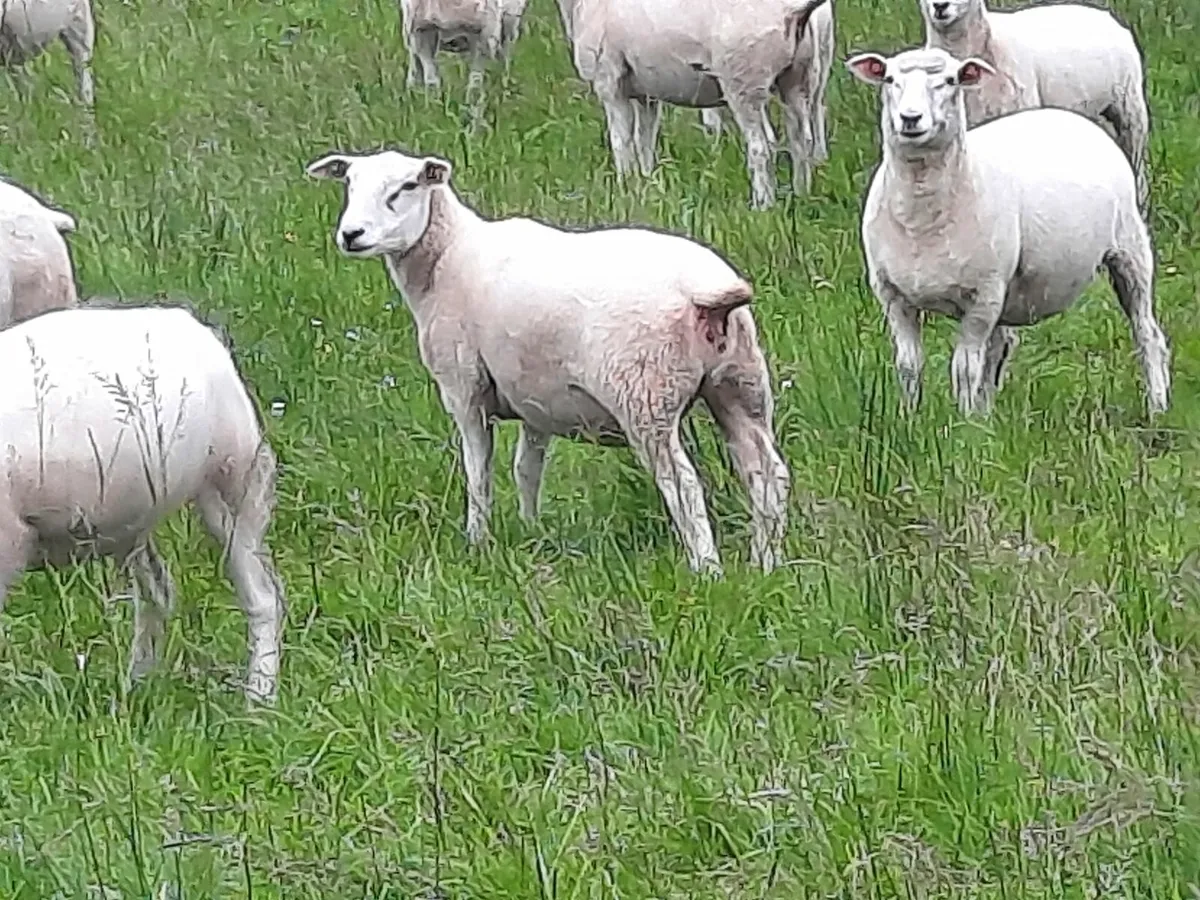 Sheep - Image 1