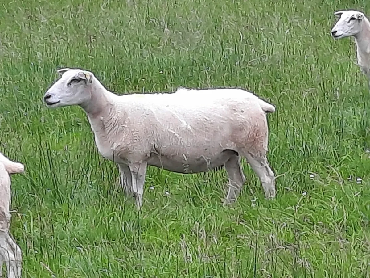 Sheep - Image 2