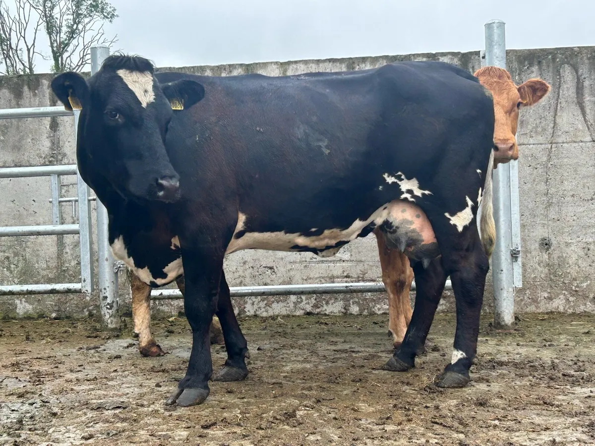 5 star cow and charlois bull calf - Image 2