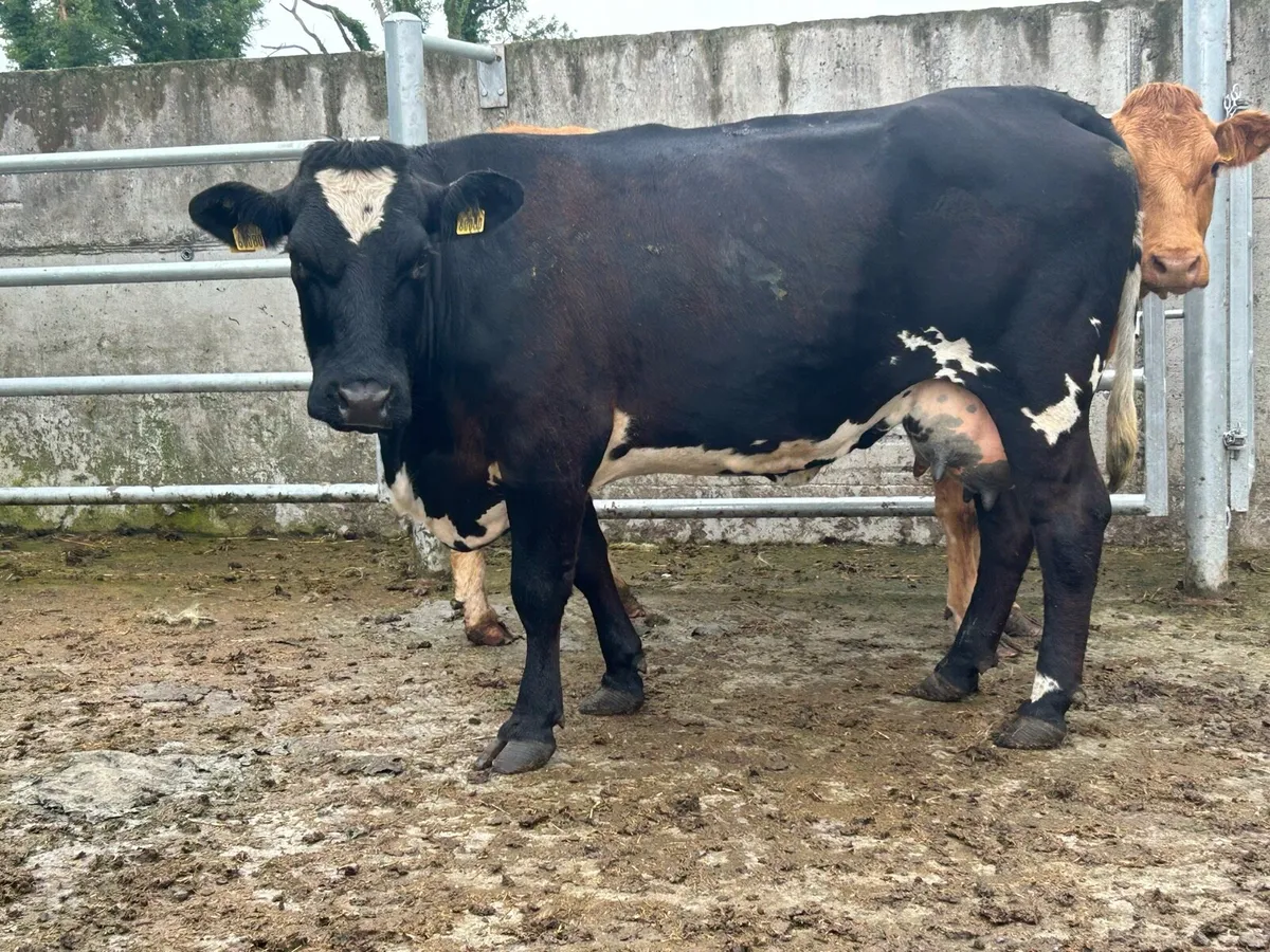 5 star cow and charlois bull calf - Image 3
