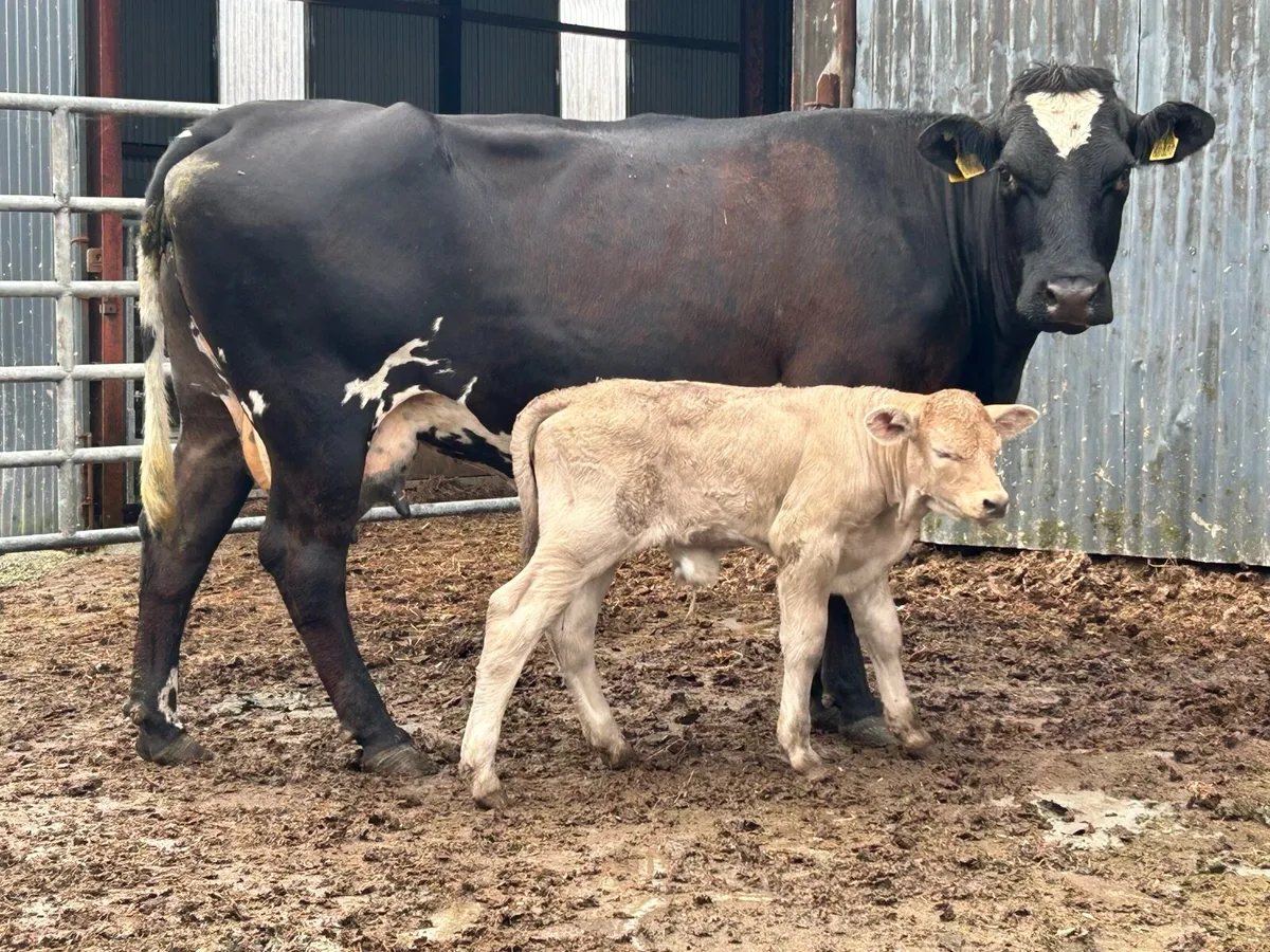 5 star cow and charlois bull calf - Image 4