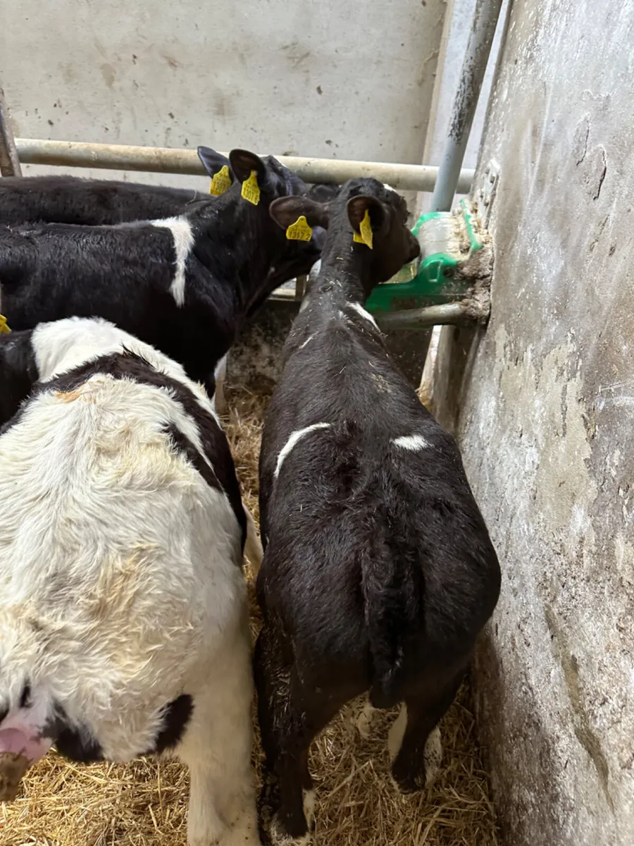 British Friesian bulls - Image 4