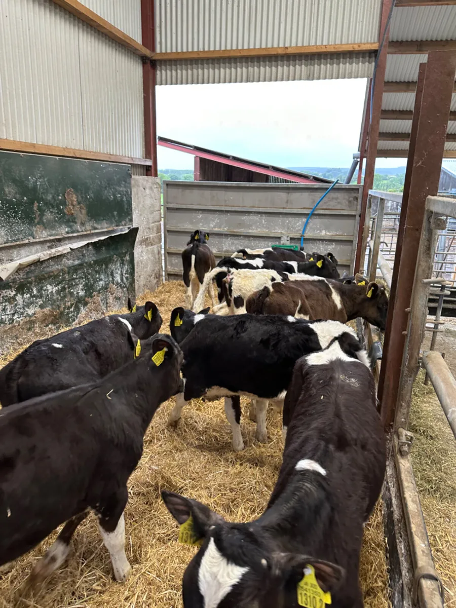 British Friesian bulls - Image 3
