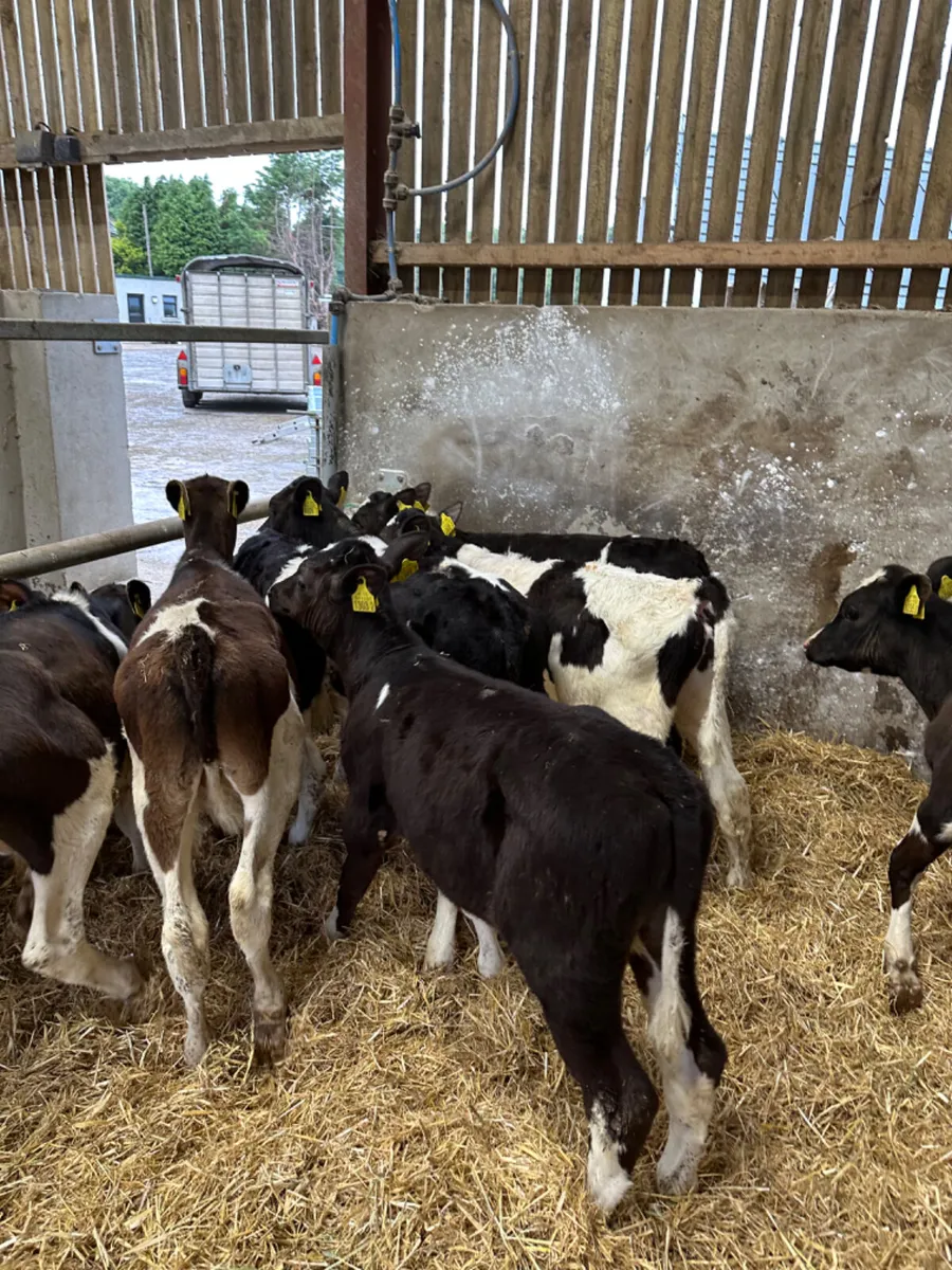 British Friesian bulls - Image 1
