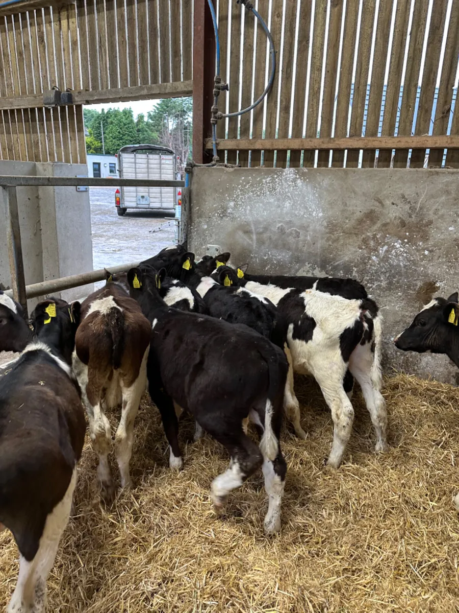 British Friesian bulls - Image 2