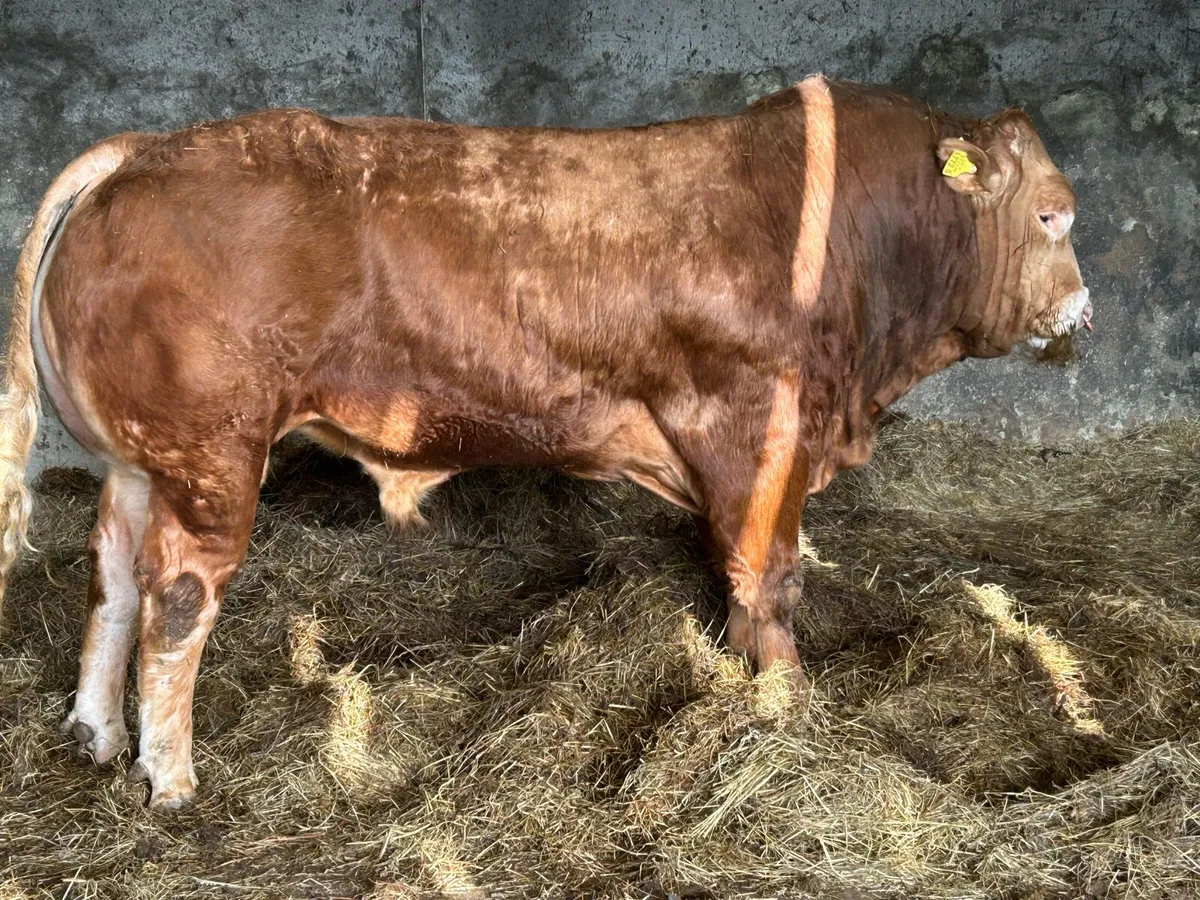 Bulls - Image 1