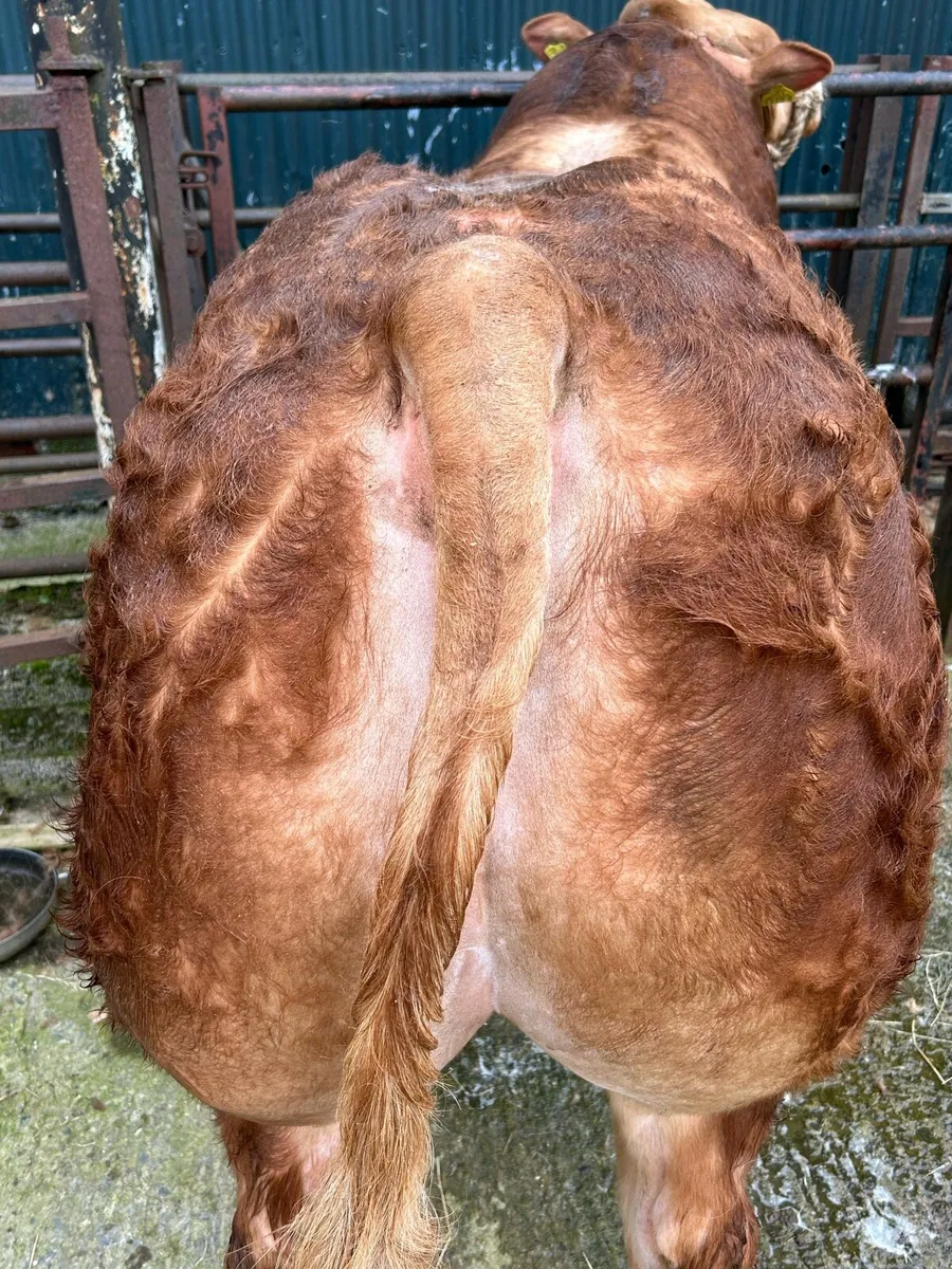 Bulls - Image 2