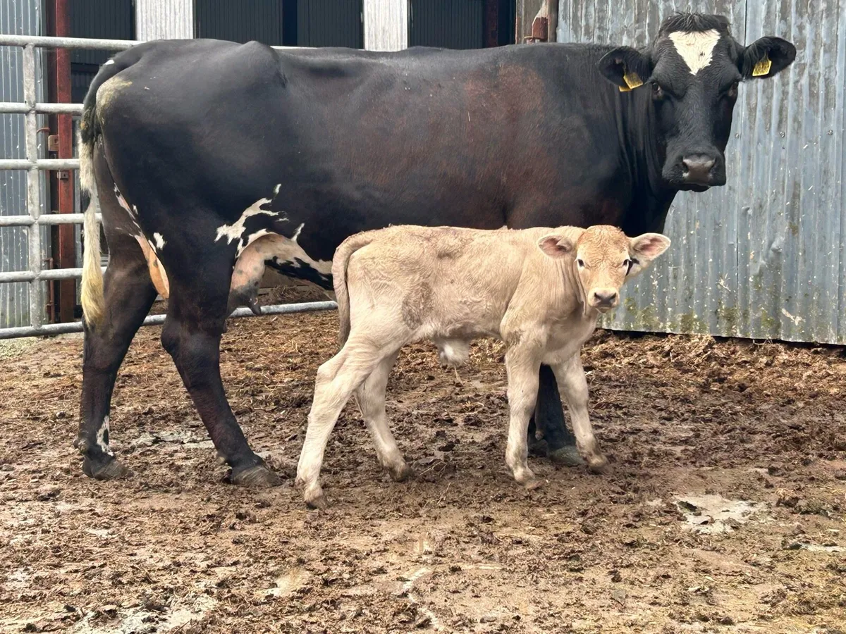 5 star cow and charlois bull calf - Image 1