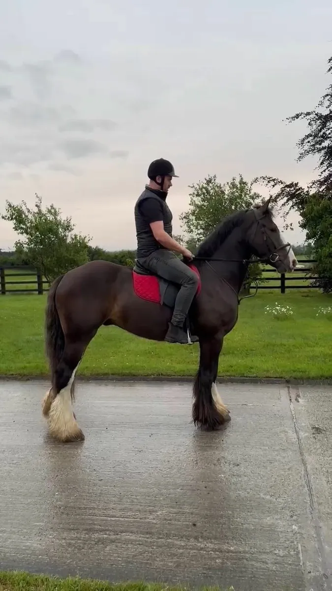 Murphy 4yr old  Bay Cob Gelding - Image 1