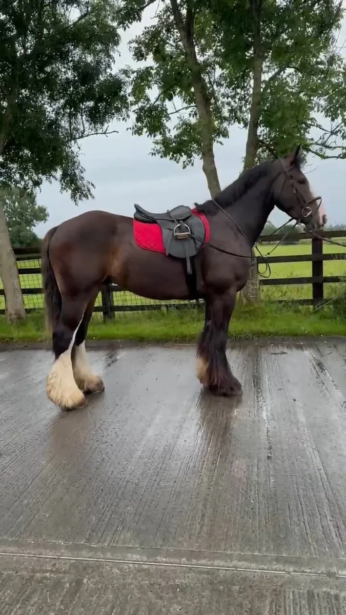 Murphy 4yr old  Bay Cob Gelding - Image 2