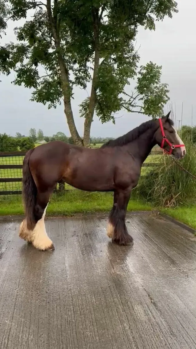 Murphy 4yr old  Bay Cob Gelding - Image 3