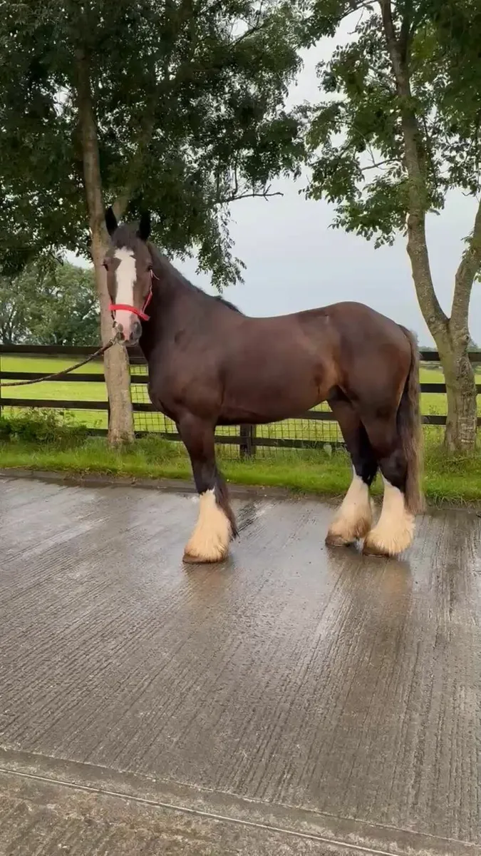 Murphy 4yr old  Bay Cob Gelding - Image 4