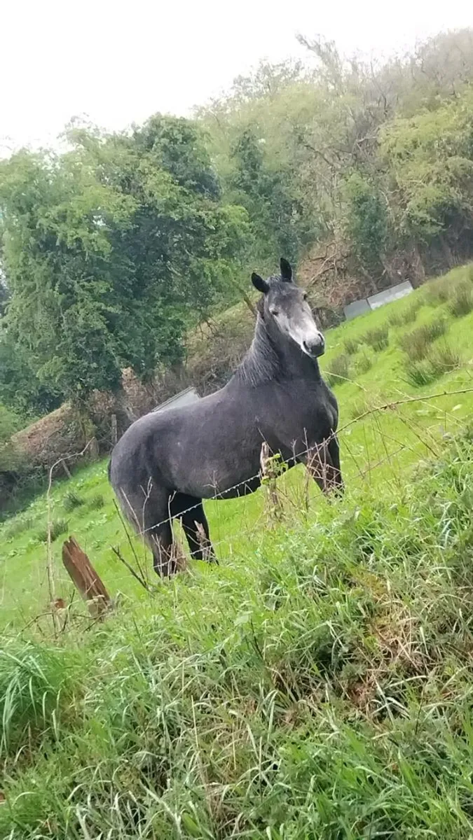 3 year old Full Bred Conemara Filly - Image 1