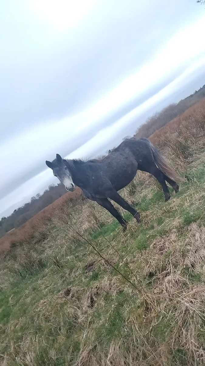 3 year old Full Bred Conemara Filly - Image 2