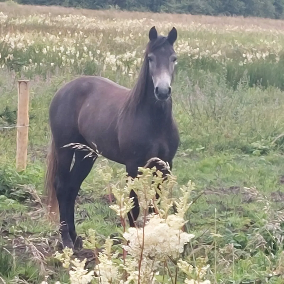 3 year old Full Bred Conemara Filly - Image 3