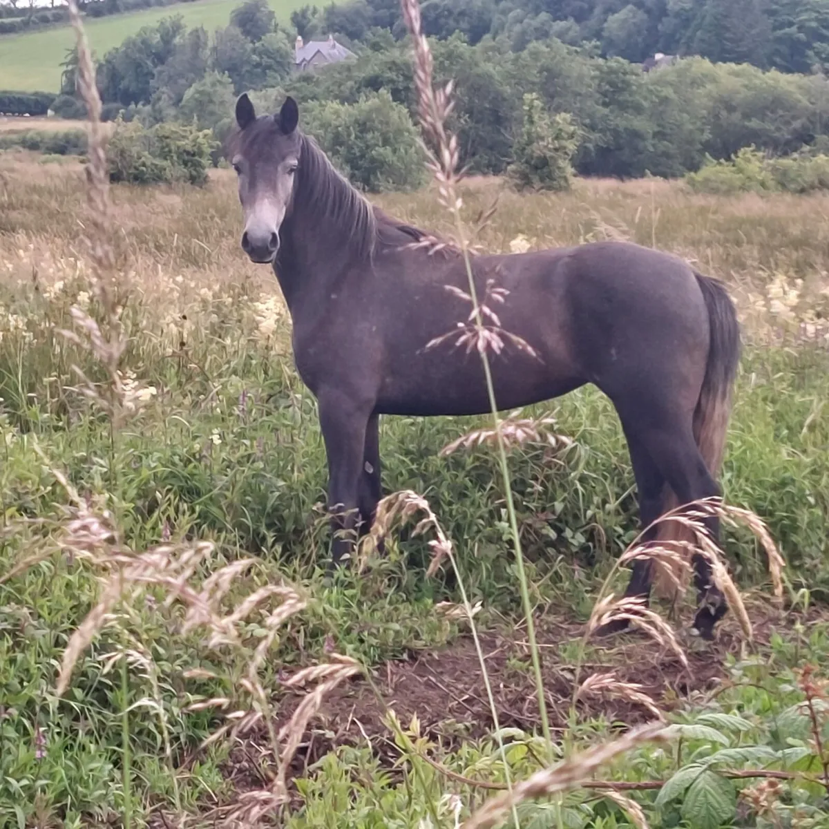 3 year old Full Bred Conemara Filly - Image 4