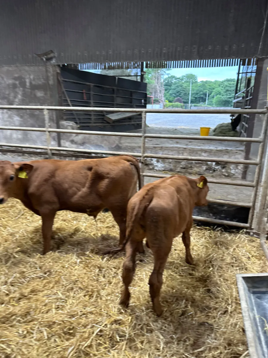 Lim Charolais and Hereford bulls - Image 3