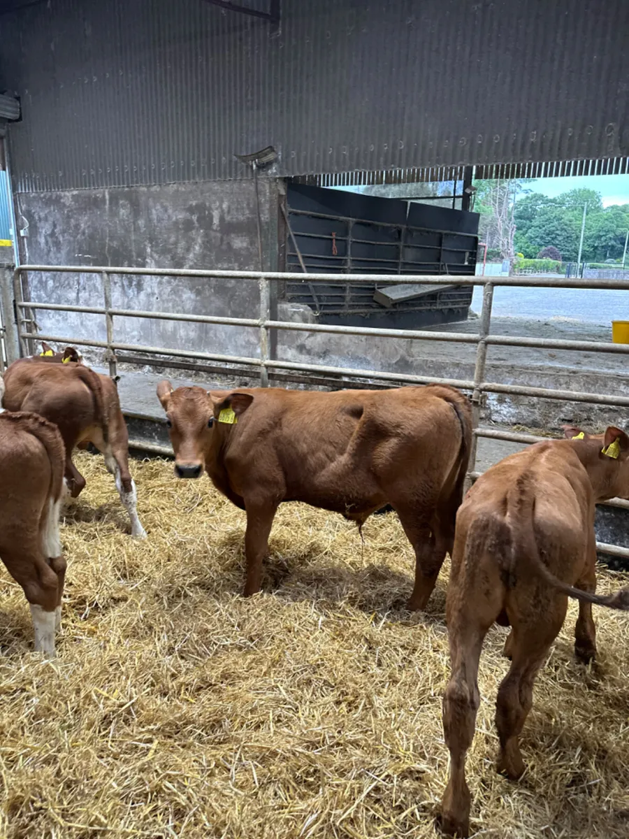 Lim Charolais and Hereford bulls - Image 2