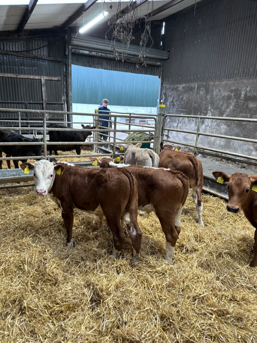 Lim Charolais and Hereford bulls - Image 1