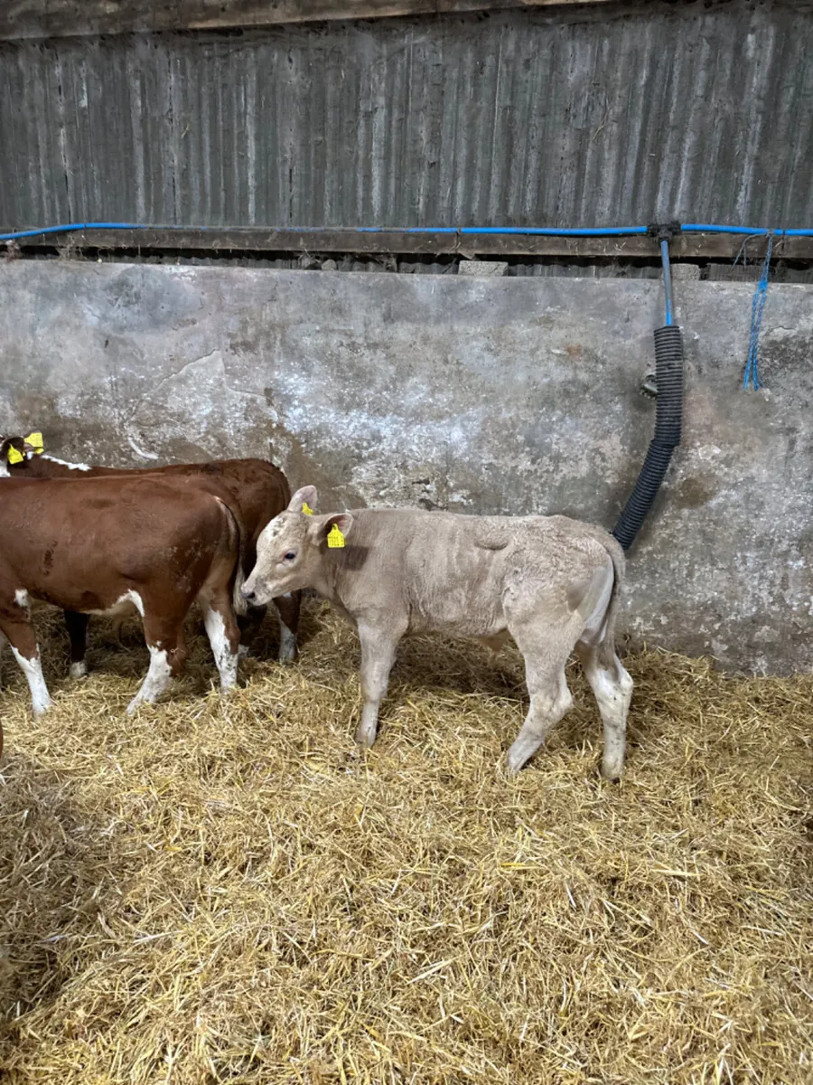 Lim Charolais and Hereford bulls - Image 4