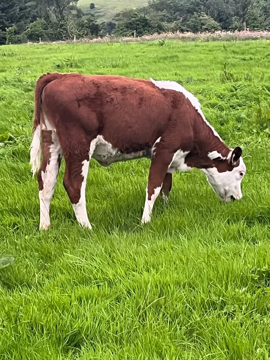 Grass calves (runners) - Image 1