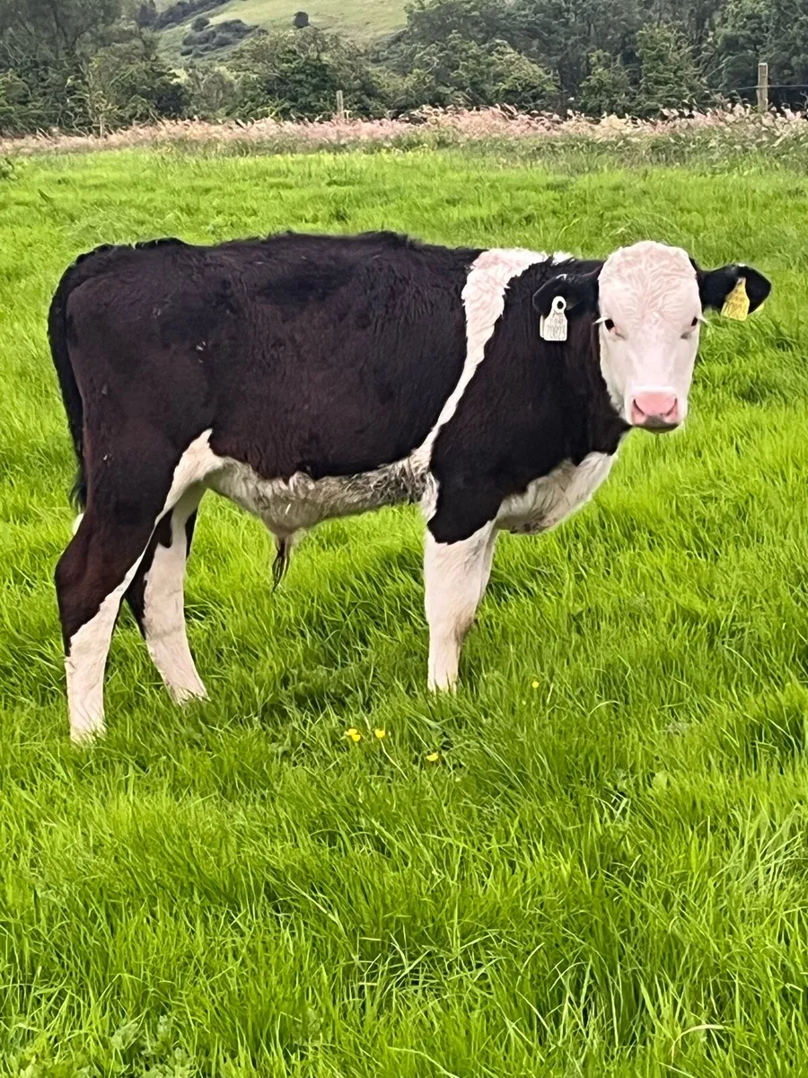 Grass calves (runners) - Image 2