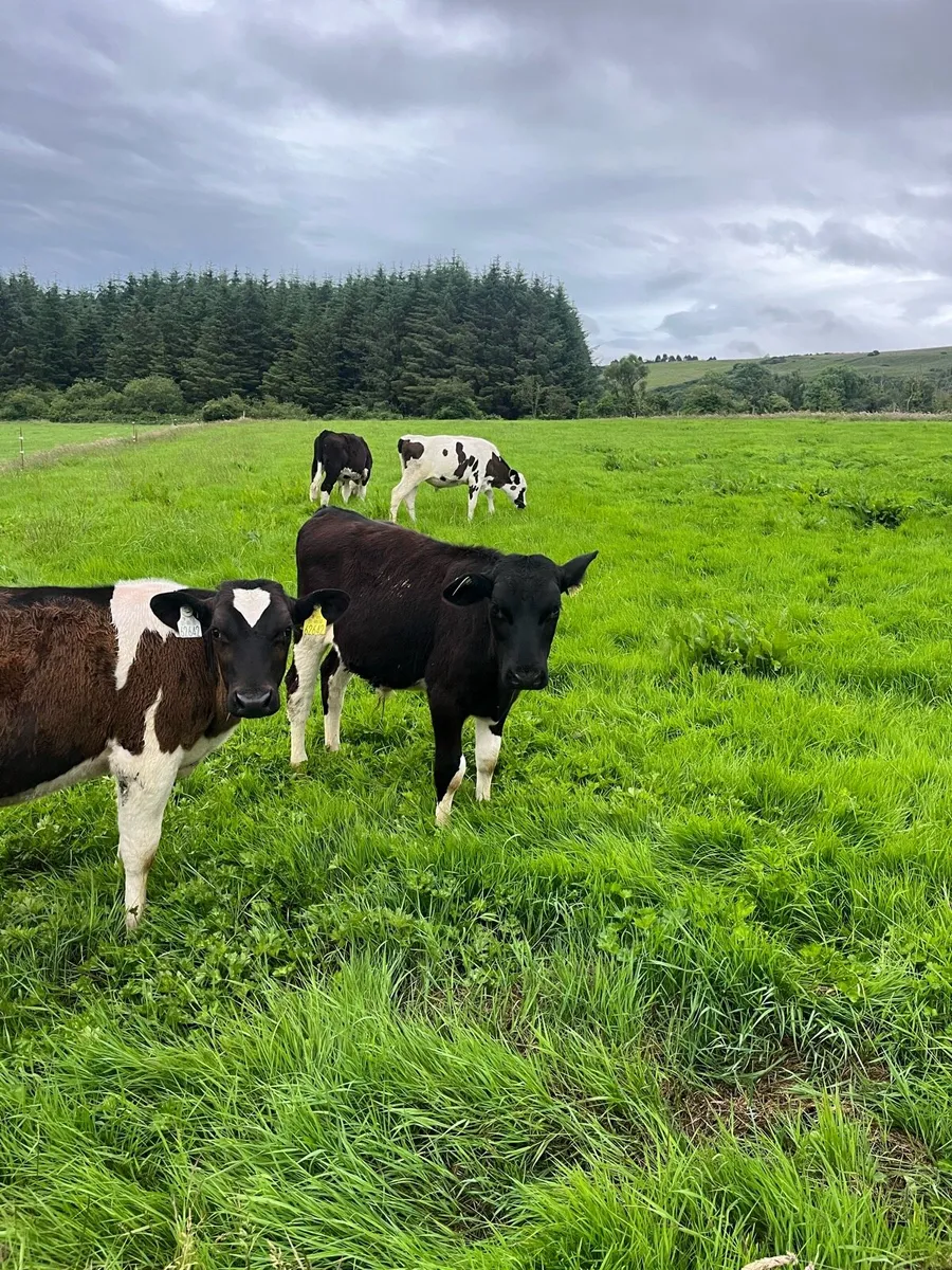 Grass calves (runners) - Image 3
