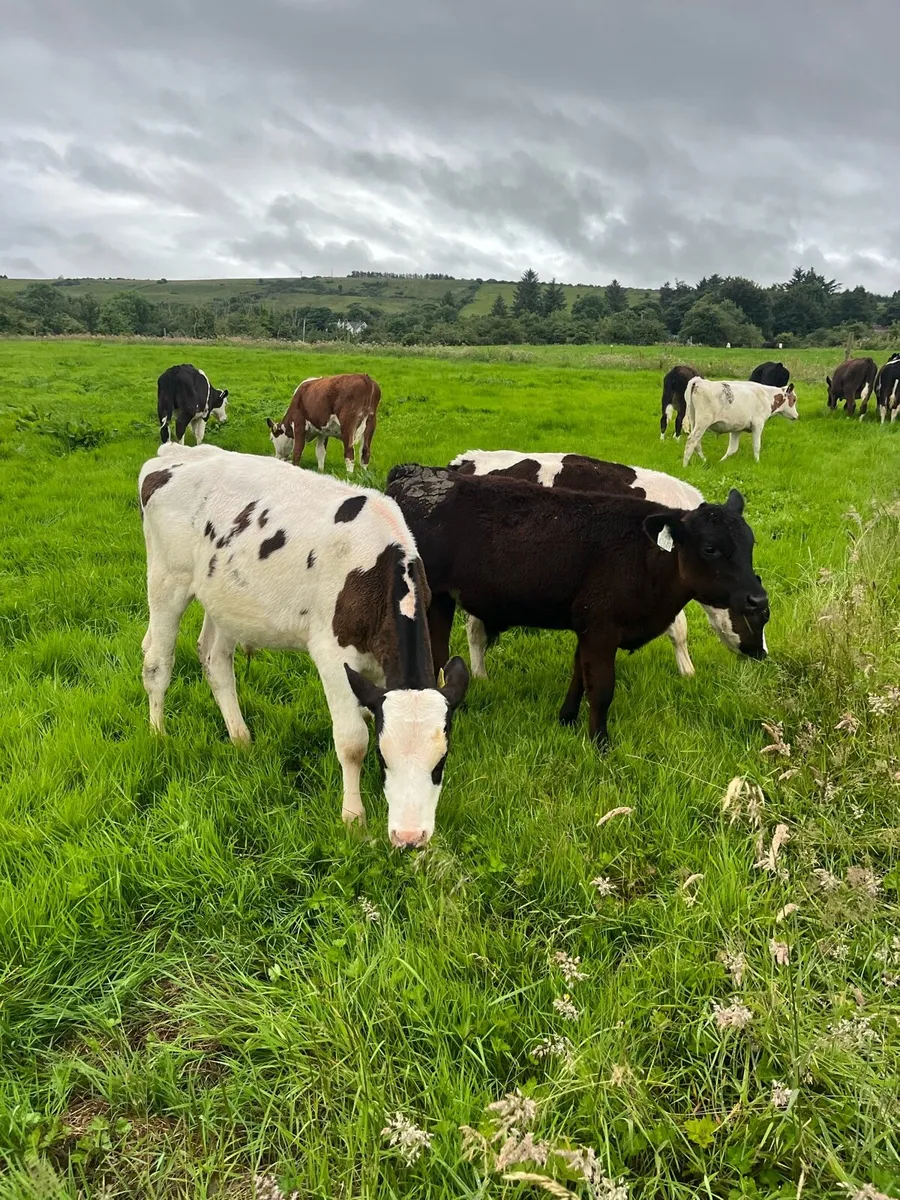 Grass calves (runners) - Image 4