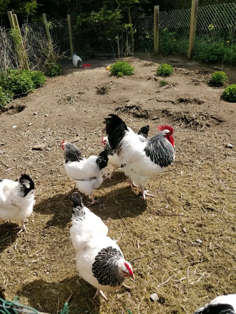 Hatching Eggs and Khaki Campbell Ducks - Image 1