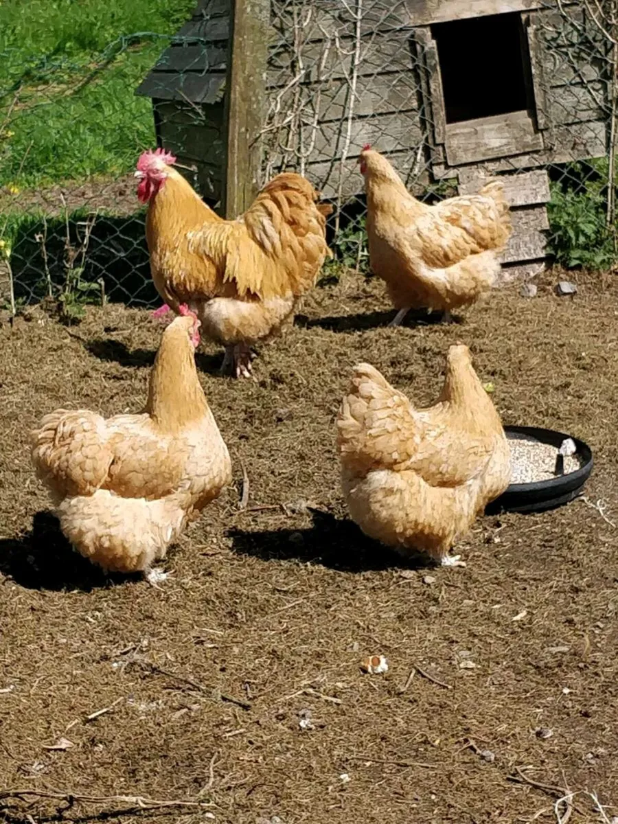 Hatching Eggs and Khaki Campbell Ducks - Image 2