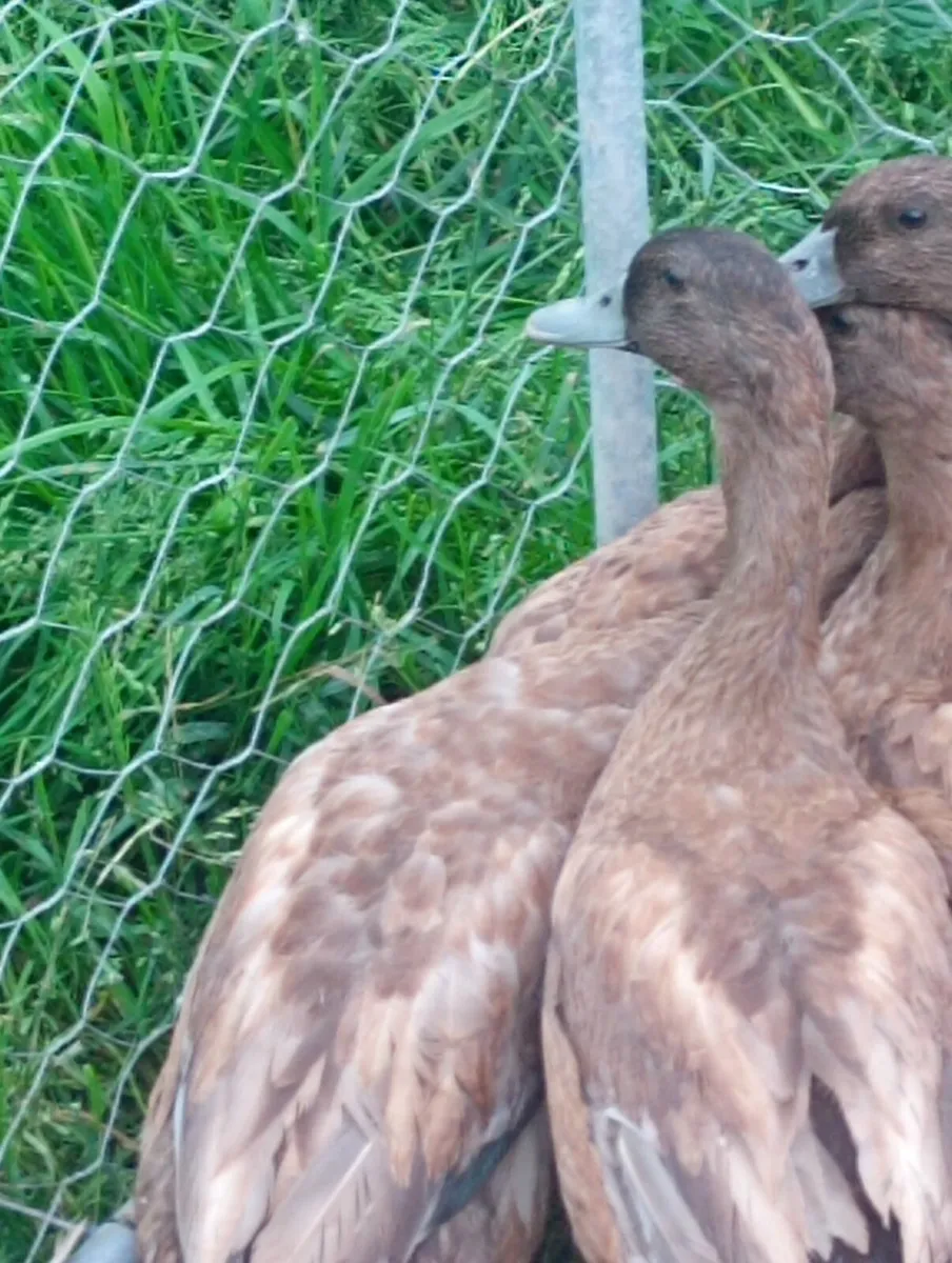Hatching Eggs and Khaki Campbell Ducks - Image 3