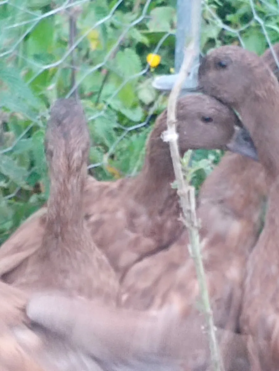 Hatching Eggs and Khaki Campbell Ducks - Image 4