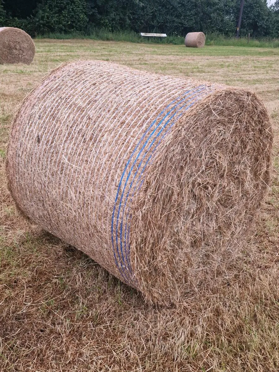 GREAT QUALITY HAY - Image 1