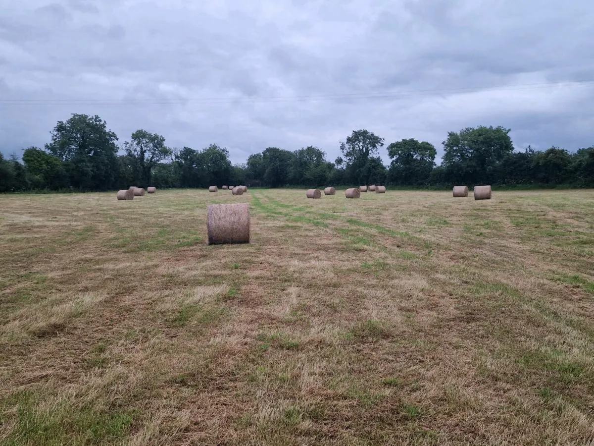 GREAT QUALITY HAY - Image 2