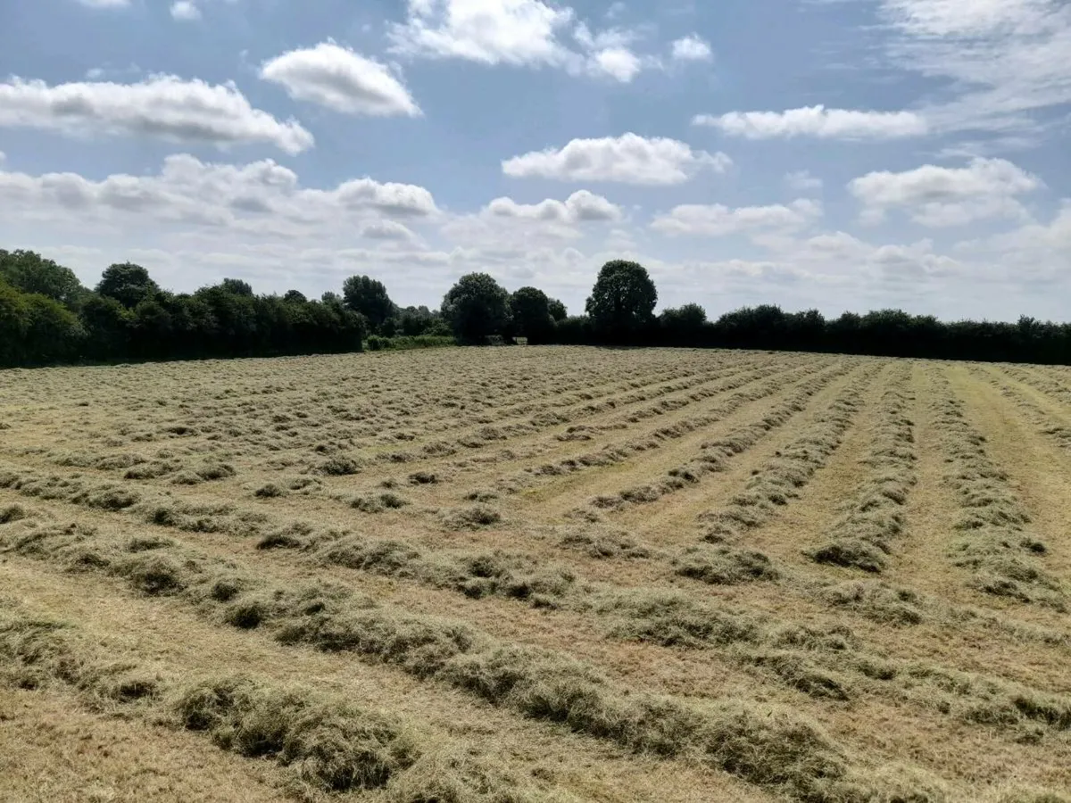 Hay for sale - Image 1